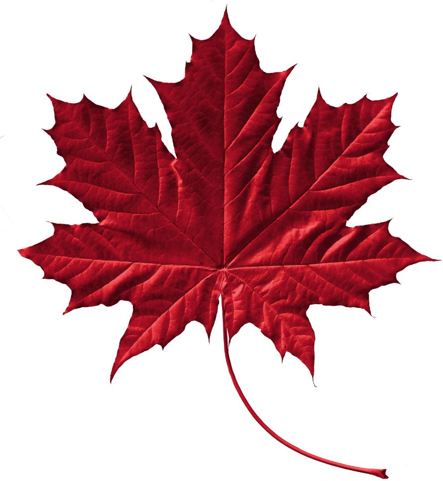 Red maple leaf